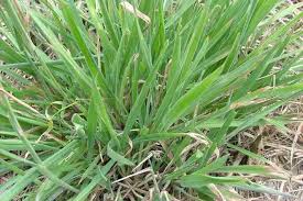 Attēlu rezultāti vaicājumam “Holcus lanatus”