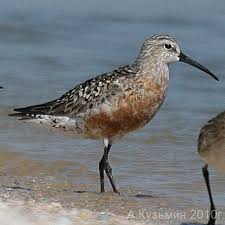 Attēlu rezultāti vaicājumam “Calidris ferruginea”