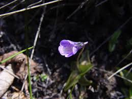 Attēlu rezultāti vaicājumam “Pinguicula vulgaris”
