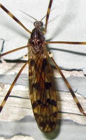 Attēlu rezultāti vaicājumam “Limoniidae”