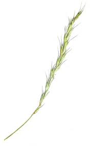 Attēlu rezultāti vaicājumam “Elymus caninus fruit”