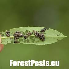 Attēlu rezultāti vaicājumam “Chrysomela vigintipunctata”