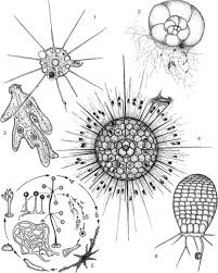 Attēlu rezultāti vaicājumam “Physarum bitectum sessile”