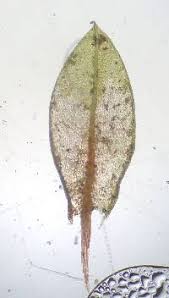 Attēlu rezultāti vaicājumam “Bryum neodamense”