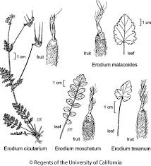 Attēlu rezultāti vaicājumam “Erodium cicutarium leaf”
