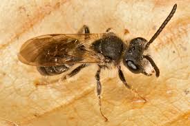Attēlu rezultāti vaicājumam “Andrena”