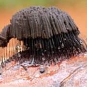 Attēlu rezultāti vaicājumam “Stemonitis fusca plasmodium”