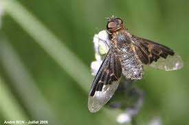 Attēlu rezultāti vaicājumam “Hemipenthes morio”
