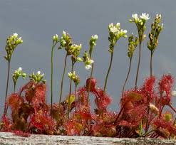 Attēlu rezultāti vaicājumam “Drosera rotundifolia leaf”