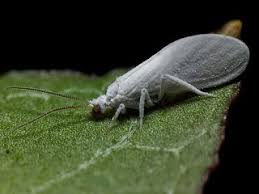 Attēlu rezultāti vaicājumam “Coniopterygidae”