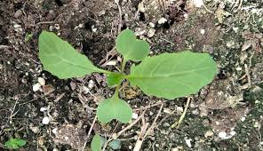 Attēlu rezultāti vaicājumam “Sinapis arvensis leaf”
