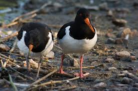 Attēlu rezultāti vaicājumam “Haematopus ostralegus adult”