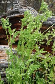 Attēlu rezultāti vaicājumam “Anthriscus”