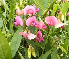 Attēlu rezultāti vaicājumam “Lathyrus latifolius leaf”