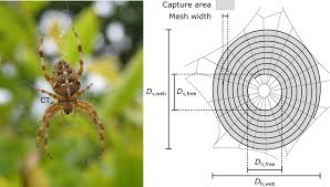 Attēlu rezultāti vaicājumam “Araneus diadematus female”