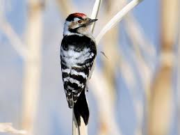 Attēlu rezultāti vaicājumam “Dendrocopos minor female”