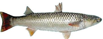 Image result for Mugil