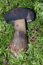 Attēlu rezultāti vaicājumam “Porphyrellus porphyrosporus”