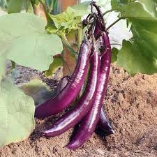 Afbeeldingsresultaat voor fengyuan purple eggplant