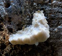 Attēlu rezultāti vaicājumam “Aurantiporus fissilis”