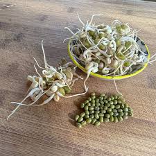 Image result for bean sprout