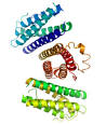Granulocyte colony-stimulating factor - Wikipedia, the free ...