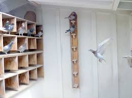 Image result for Meridian Racing Pigeon Lofts