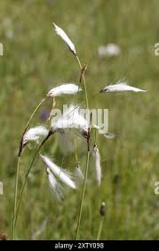 Attēlu rezultāti vaicājumam “Eriophorum latifolium fruit”