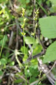Attēlu rezultāti vaicājumam “Carex disperma”