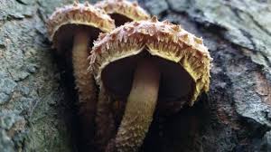 Attēlu rezultāti vaicājumam “Stropharia albocrenulata”