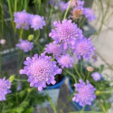Image result for Scabiosa col.`Butterfly Blue`