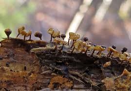 Attēlu rezultāti vaicājumam “Hemitrichia sordivesiculosa sessile”