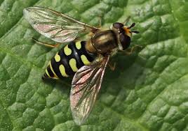 Attēlu rezultāti vaicājumam “Eupeodes corollae”