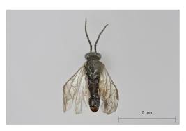 Attēlu rezultāti vaicājumam “Pristiphora maesta”