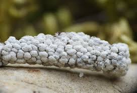 Attēlu rezultāti vaicājumam “Diderma spumarioides macro”