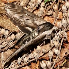 Attēlu rezultāti vaicājumam “Capsodes gothicus imago”