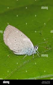 Attēlu rezultāti vaicājumam “Cupido minimus underside”