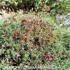 Attēlu rezultāti vaicājumam “Cuscuta epithymum subsp. trifolii flower”