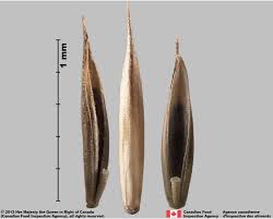 Attēlu rezultāti vaicājumam “Festuca rubra subsp. rubra”