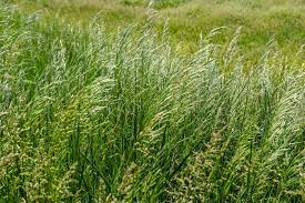 Attēlu rezultāti vaicājumam “Bromus secalinus”