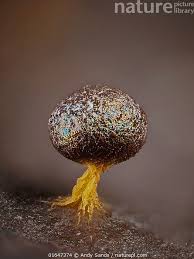 Attēlu rezultāti vaicājumam “Physarum psittacinum spores”