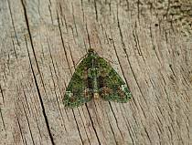 Attēlu rezultāti vaicājumam “Chloroclysta siterata”