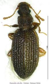 Attēlu rezultāti vaicājumam “Dienerella elongata”