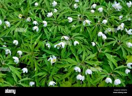 Attēlu rezultāti vaicājumam “Anemone sylvestris leaf”