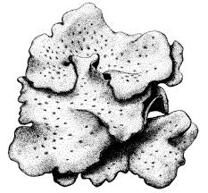 Attēlu rezultāti vaicājumam “Dermatocarpon luridum”