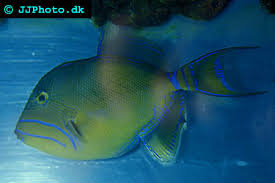 Image result for Balistes vetula