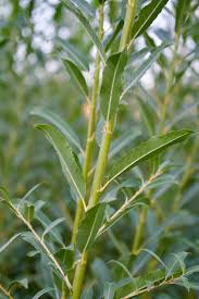 Attēlu rezultāti vaicājumam “Salix triandra”