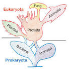 File:Tree of Living Organisms.PNG - Wikimedia Commons - via Daymix