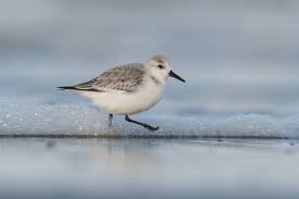Attēlu rezultāti vaicājumam “Calidris alba”