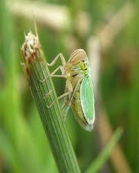 Attēlu rezultāti vaicājumam “Cicadella viridis female”